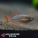 Diamant Regenbogenfisch, Melanotaenia praecox